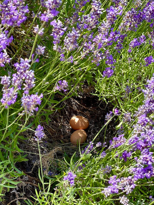 🌿 Frühling liegt in der Luft – und bald auch in deinem Roll-on - Rezepte für den Frühling