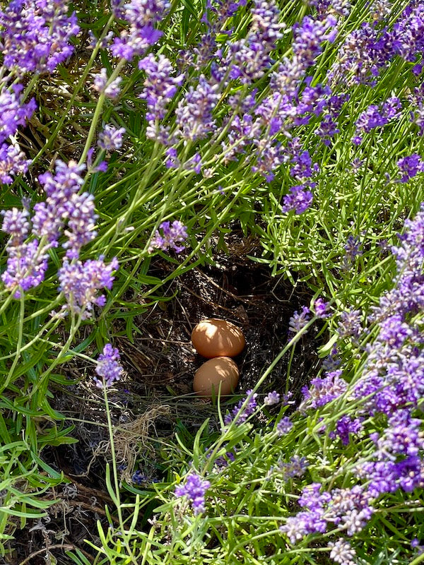 🌿 Frühling liegt in der Luft – und bald auch in deinem Roll-on - Rezepte für den Frühling